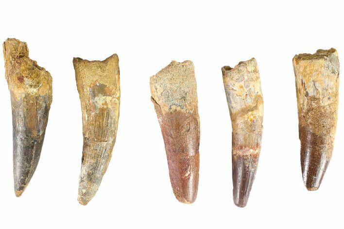 Lot: -, Bargain Spinosaurus Teeth - Pieces #86484